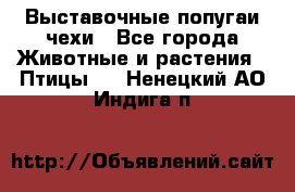 Выставочные попугаи чехи - Все города Животные и растения » Птицы   . Ненецкий АО,Индига п.